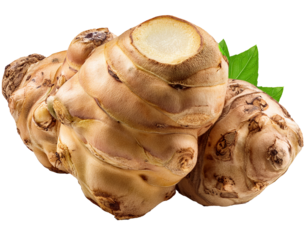 Topinambur isoliert auf weißen Hintergrund, Freisteller