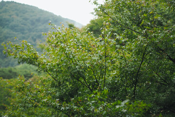 Traditional Japanese garden art