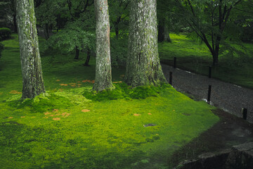 Traditional Japanese garden art