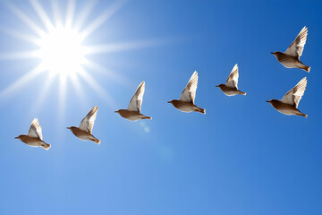Obraz premium Group of Birds Flying in Formation Against a Bright Blue Sky and Intense Sunlight Creates a Sense of Freedom and Seasonal Migration Under Clear Sky on Sunny Day