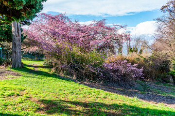 Spring Pink Blossoms