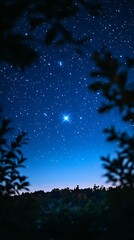 Starry Night Through Trees