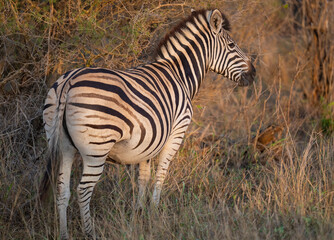 Steppenzebra im Busch vom Krüger National Park - Kruger Nationalpark Südafrika
