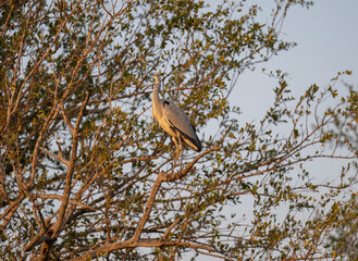 Graureiher - Grey Heron im Busch vom Krüger National Park - Kruger Nationalpark Südafrika