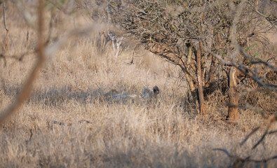 Landschaftsbild mit Löwe - Flora Botanik Busch im Krüger National Park - Kruger Nationalpark