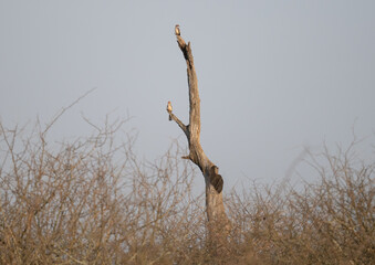 Rotschnabeltokos - Red Billed Hornbill im Busch vom Krüger National Park - Kruger Nationalpark Südafrika