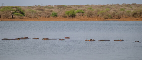 Flusspferd genannt Nilpferd - Hippo, im Krüger National Park - Kruger Nationalpark Südafrika