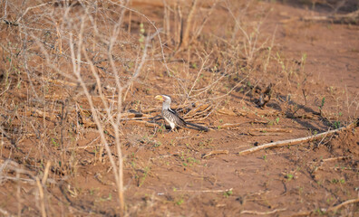 Gelbschnabeltokos - Yellow Billed Hornbill im Busch vom Krüger National Park - Kruger Nationalpark Südafrika