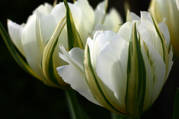 Sunny day in april. Delightful flowers of a tulip of a grade of Exotic Emperor.White on a dark background.