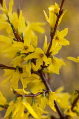 Forsythia (Golden Bells) in detail: flower and leaves in close-up.
