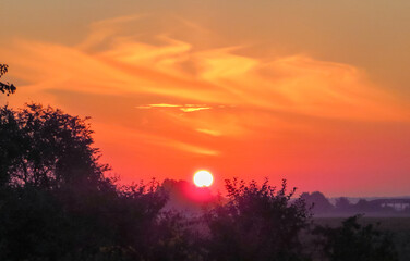 The beautiful pink, orange sky of dawn with the rising sun above the branches of trees and bushes and fog above the ground.