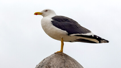 Seagull perched on stone under cloudy sky, symbolizing coastal life, marine wildlife, summer vacations