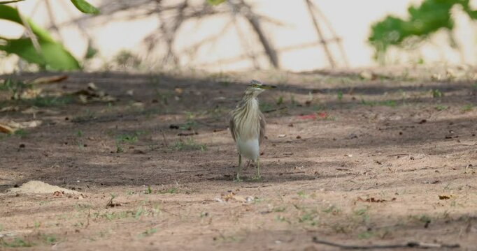 Yellow Bittern Pond Heron standing on dry ground, soft sunlight, wetland bird habitat, avian photography.