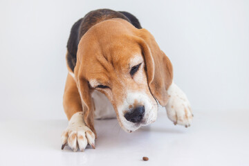 funny beagle dog looks attentively at dry food on the table