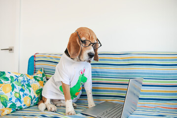 cute beagle dog watching laptop on sofa