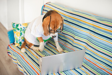 cute beagle dog watching laptop on sofa