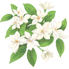 Jasmine flowers on white background 