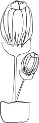 Hand drawn tulip outline illustration