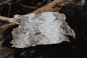 a piece of birch bark recently shed from a tree in a forest isolated abstract woodland nature...
