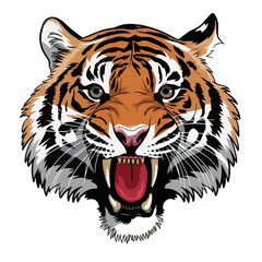tiger head vector, Tiger