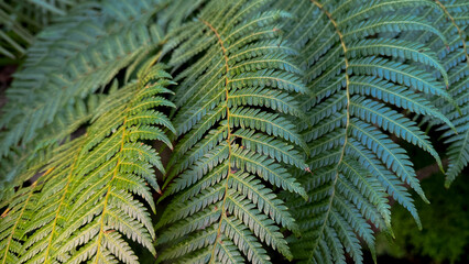 Lush green fern leaves in natural light, perfect for eco-friendly themes, Earth Day concepts, serene botanical background