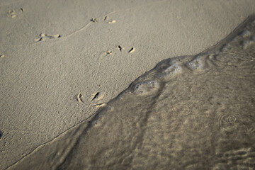 abstract close-up of seagull track footprints tracks in the sand next to the tide. ocean wave nature landscape. full frame tranquil design element.