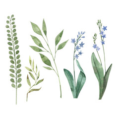 Obraz premium Wild plants and herbs hand drawn in watercolor. Juicy greenery.
