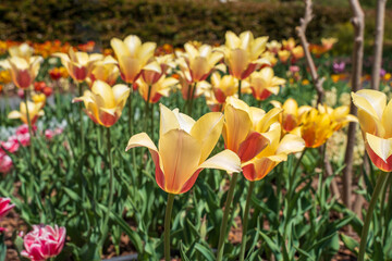  Beautiful tulips are blooming as Spring arrives. Amsterdam, the famous city of Netherlands is welcoming tourists with beautiful landscape of tulip gardens. They are perennials, depend on climate, sun