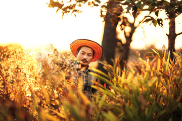 A farmer is watering galangal from a watering can planted in his garden in the evening.