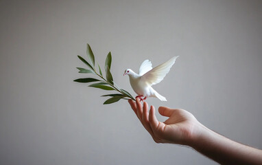 The Peaceful White Dove with an Olive Branch Isolated on White Background.