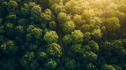 Fototapeta premium Serene aerial view of lush green forests nature landscape peaceful environment morning light