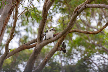 Photograph of a Kookaburra sitting on a branch in a Gum Tree in the sunshine near another local bird in the Blue Mountains in New South Wales, Australia.