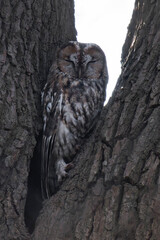 Sleepy tawny owl (Strix aluco) in a tree.