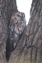 Sleepy tawny owl (Strix aluco) in a tree.