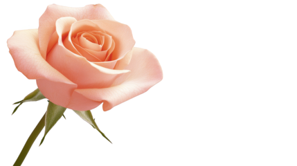 Elegant single rose on plaid background, romantic floral design for valentine's day or mother's