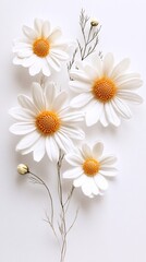 Artistic Arrangement of Pressed Daisy Flowers Featuring White Petals and Bright Golden Centers