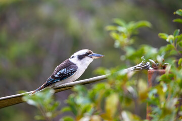 Photograph of a Kookaburra sitting on a swimming pool shade sail in a domestic garden in the sunshine in the Blue Mountains in New South Wales, Australia.