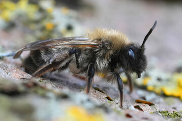 Closeup on a female of the endangered Nycthemeral miner bee , Andrena nycthemera