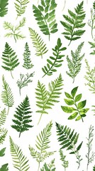 Botanical Composition Featuring Delicate Pressed Ferns with Lush Green Leafy Details