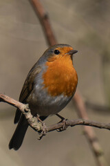 European robin (Erithacus rubecula) on a tree branch.	