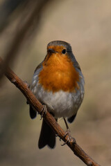 European robin (Erithacus rubecula) on a tree branch.	
