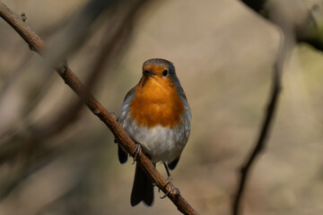 European robin (Erithacus rubecula) on a tree branch.	