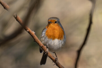 European robin (Erithacus rubecula) on a tree branch.	