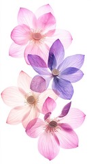 Lush Pressed Pink and Purple Lotus Flowers with Delicate Petals