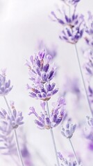 Naklejka premium Delicate Purple Lavender Sprigs Elegantly Pressed for Creative Art