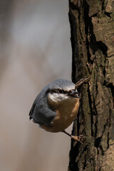 Eurasian nuthatch or wood nuthatch (Sitta europaea) climbing a tree.