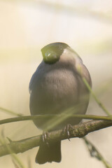 Female eurasian bullfinch, common bullfinch or bullfinch (Pyrrhula pyrrhula)