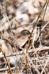 Eurasian wren (Troglodytes troglodytes) or northern wren.
