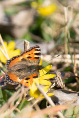 Aglais io, the European peacock or the peacock butterfly sitting on a flower.