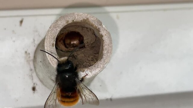 Eine geh&ouml;rnte Mauerbiene schaut nach dem Gelege vom letzten Jahr ob alles geschl&uuml;pft ist.